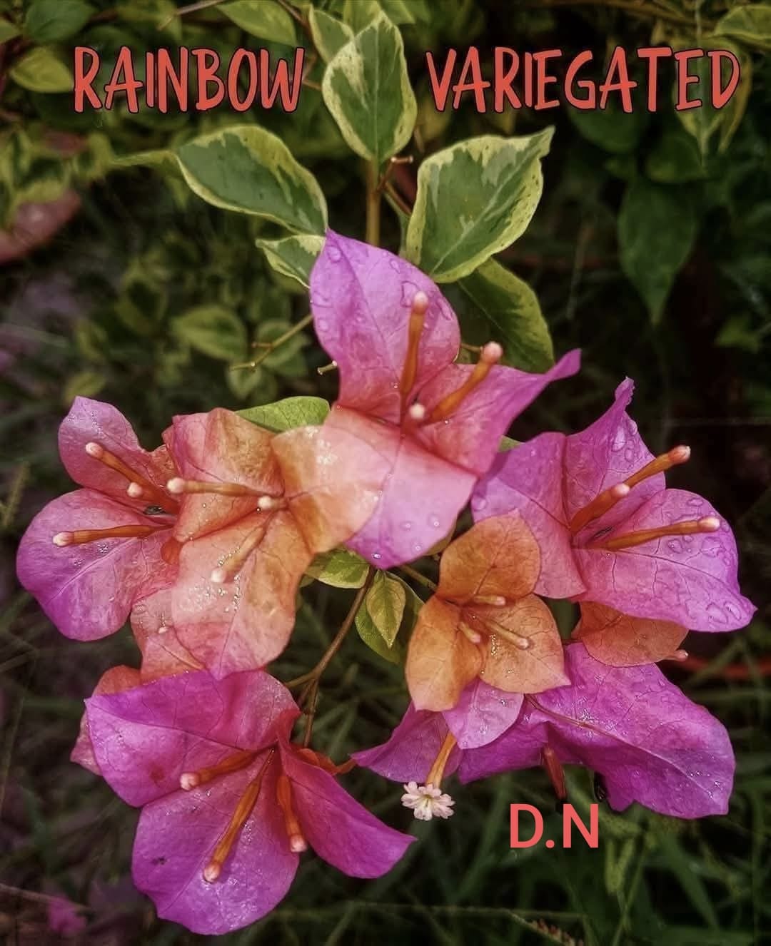 Rainbow Variegated