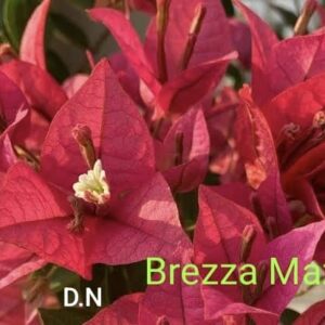 Brezza Mazenta