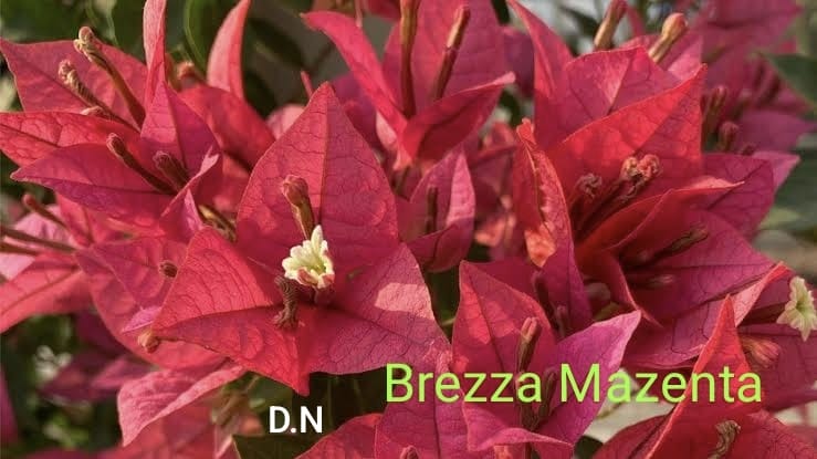 Brezza Mazenta