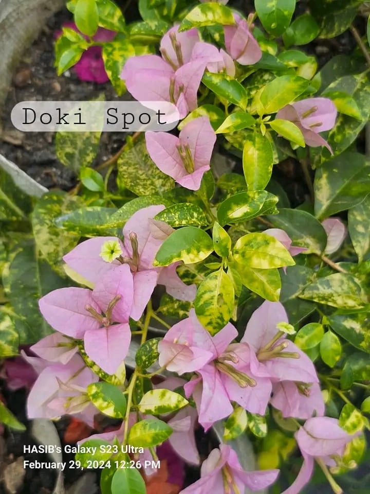 Doki Spot
