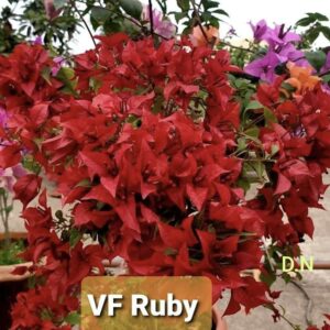 VF Ruby