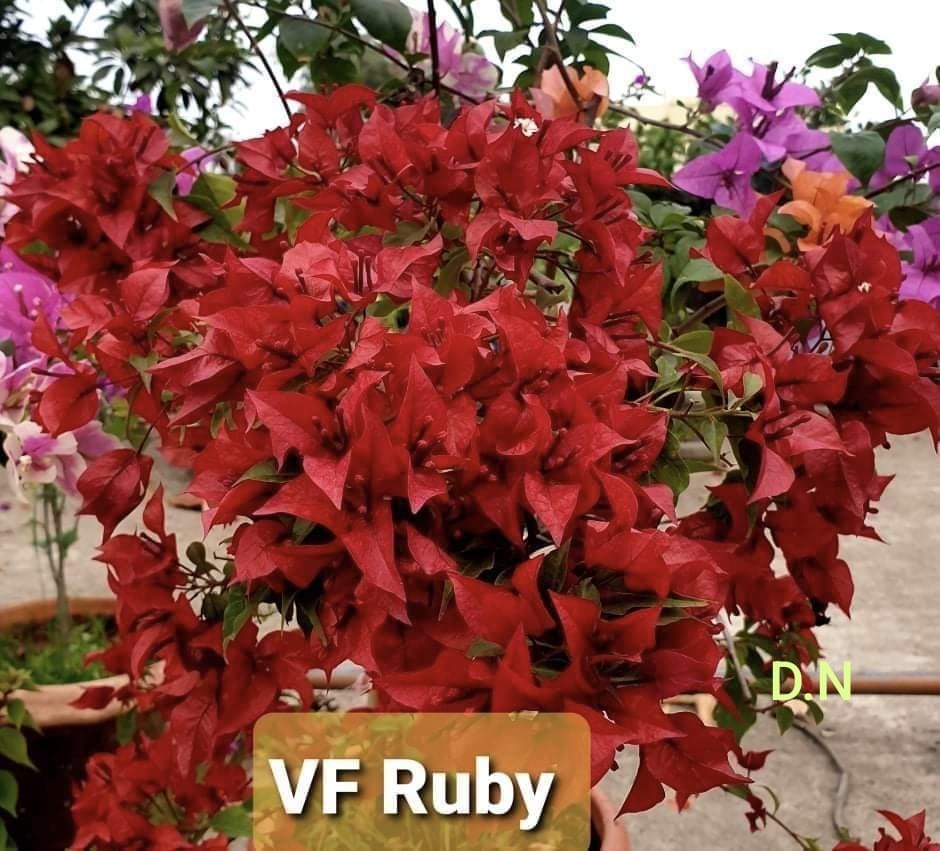 VF Ruby