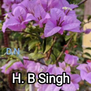 H.B Singh