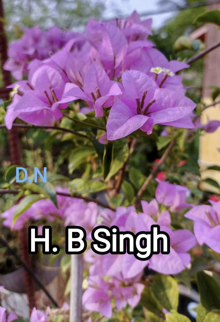 H.B Singh