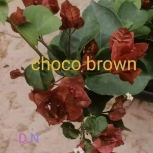 Choco Brown
