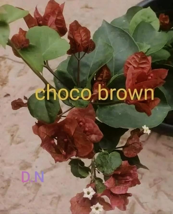Choco Brown