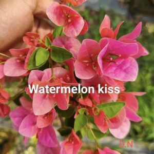 Watermelon Kiss