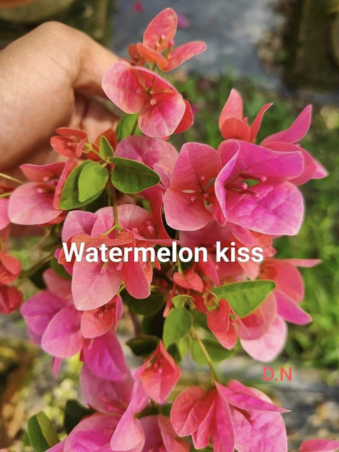 Watermelon Kiss