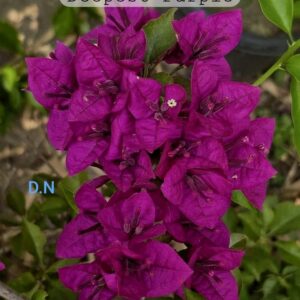 Deepest Purple