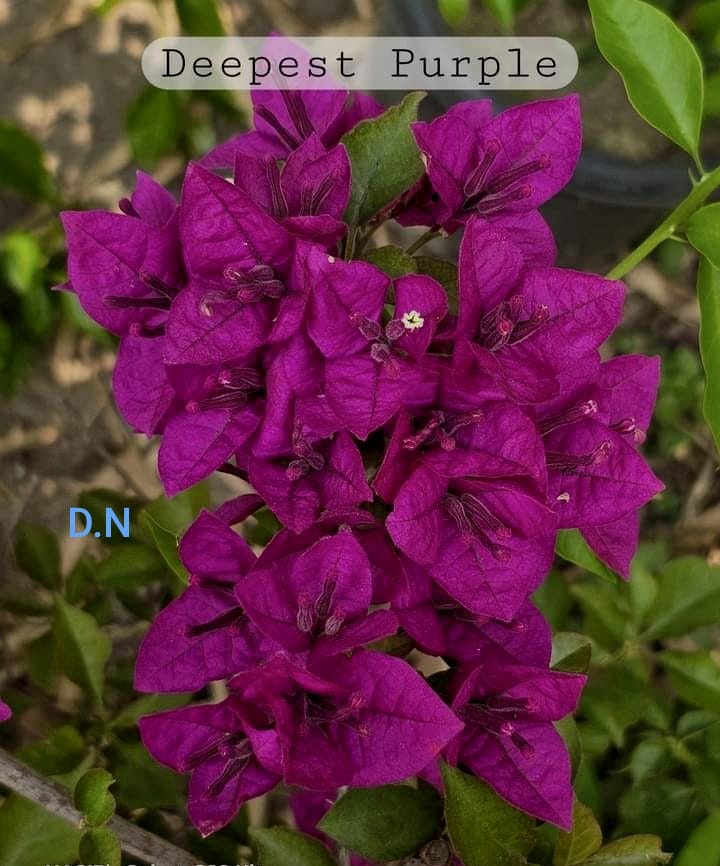 Deepest Purple