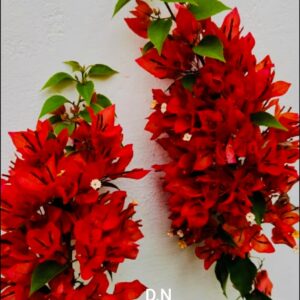 Foxtail Red