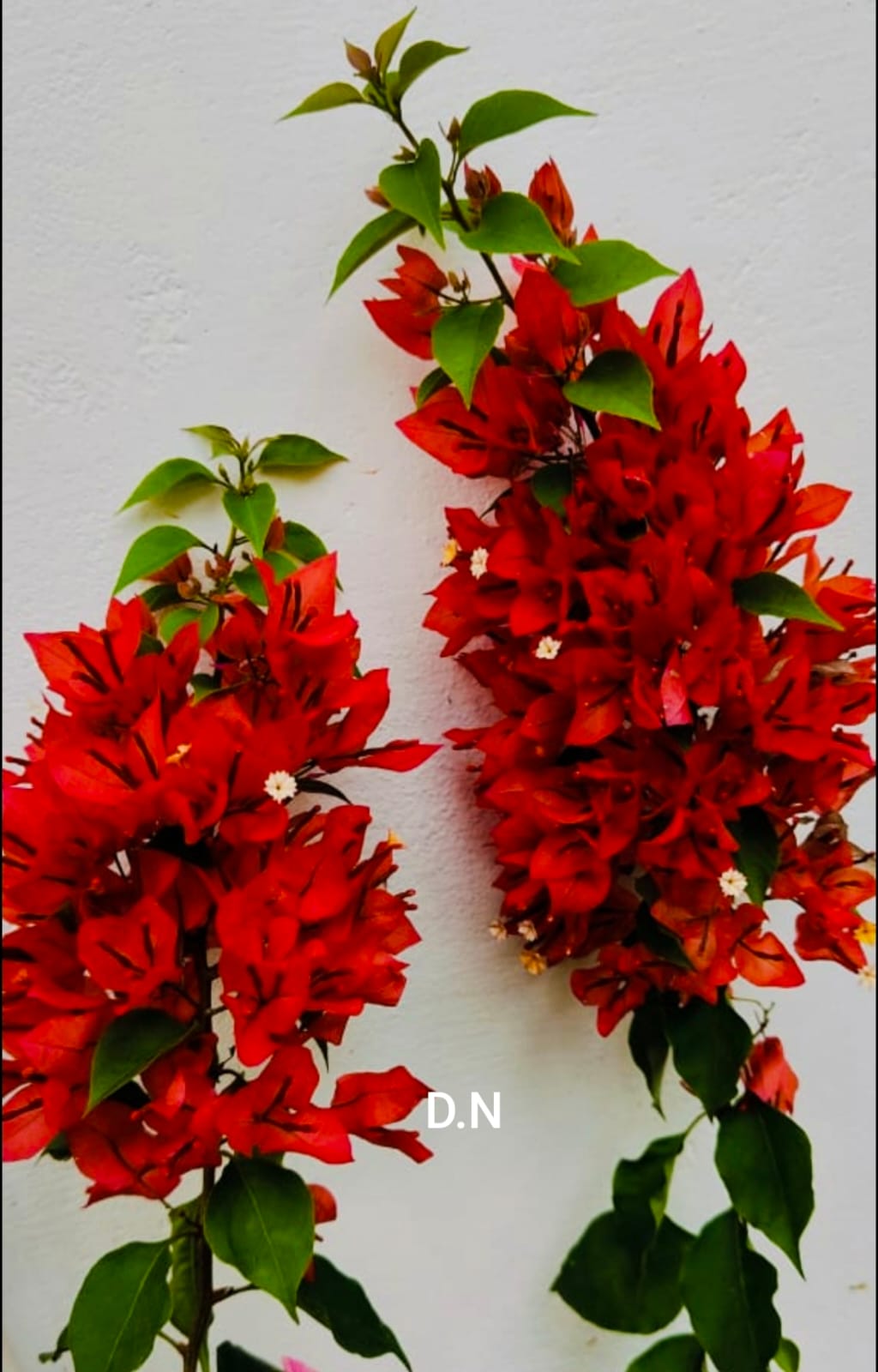 Foxtail Red