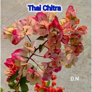 Thai Chitra