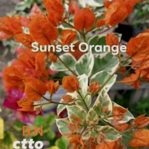Sunset Orange