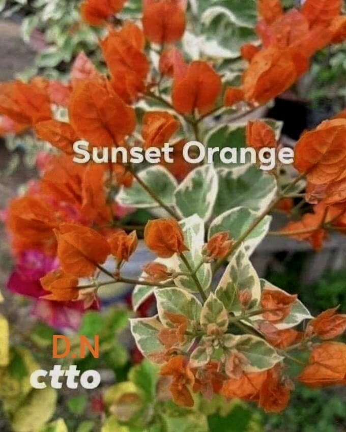 Sunset Orange