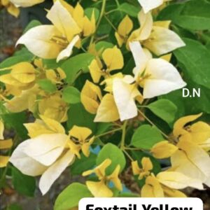 Foxtail Yellow