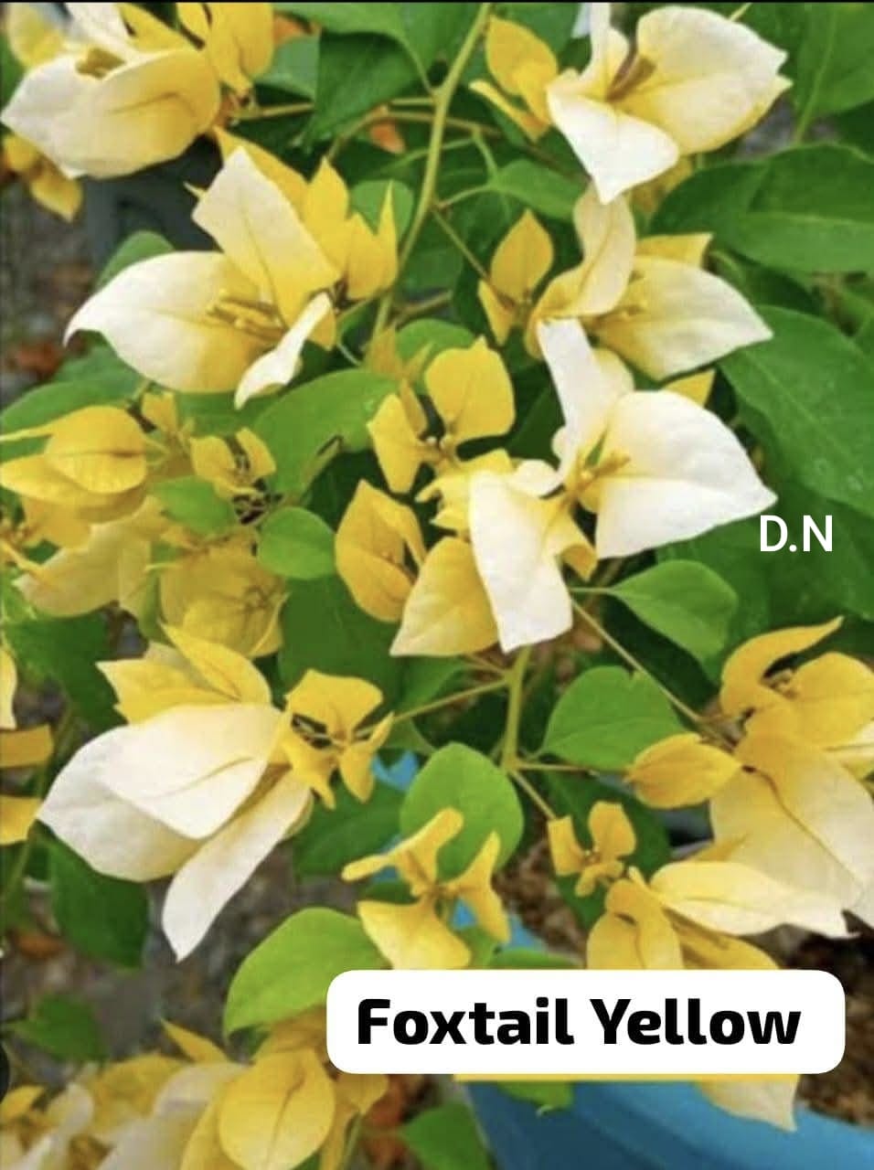 Foxtail Yellow