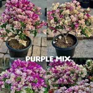 Purple Mix