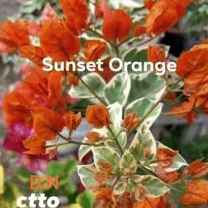 Sunset Orange