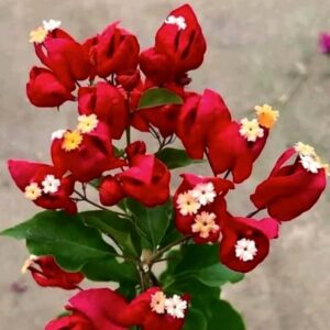 Tanglong Red
