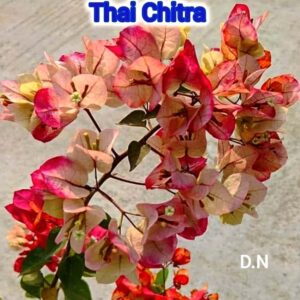 Thai Chitra