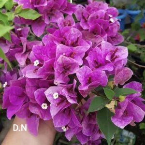 Violet September