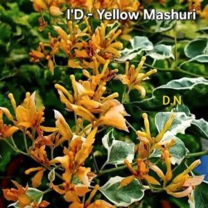 Yellow Mashuri