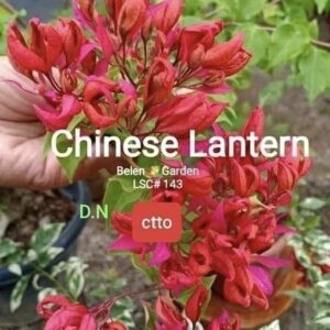 Chinese Lantern
