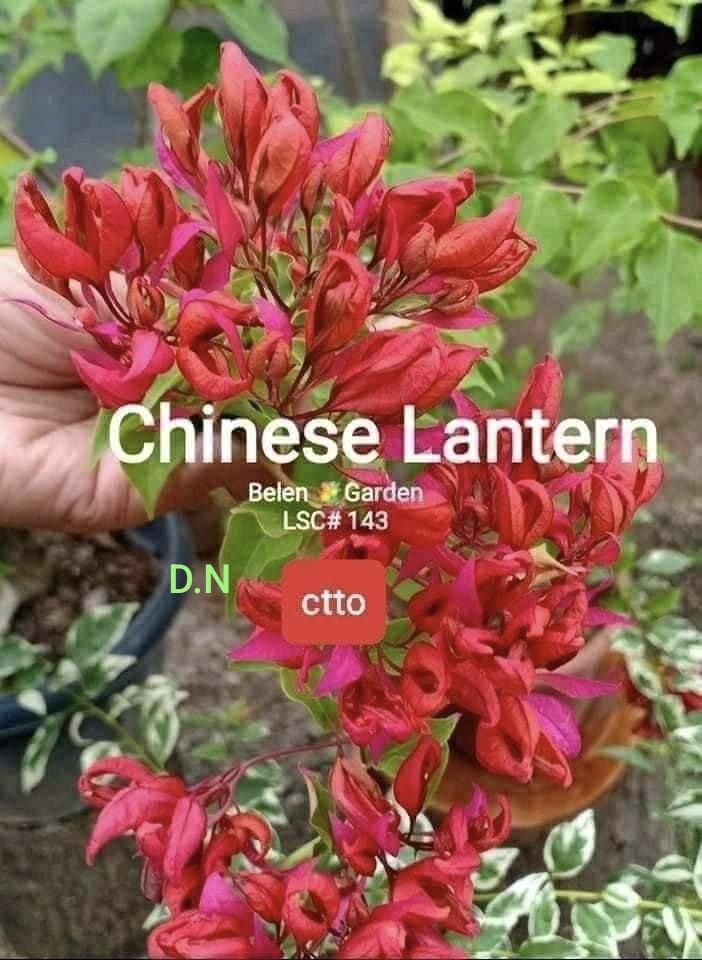 Chinese Lantern