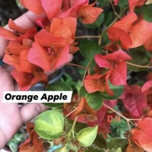 Orange Apple