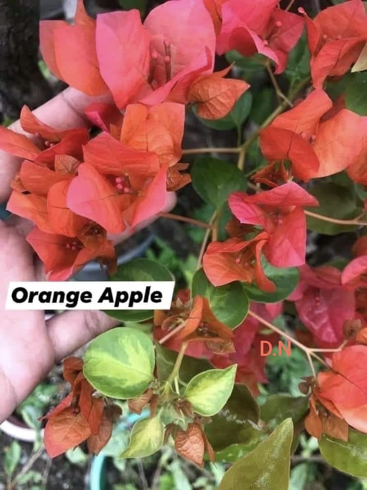 Orange Apple