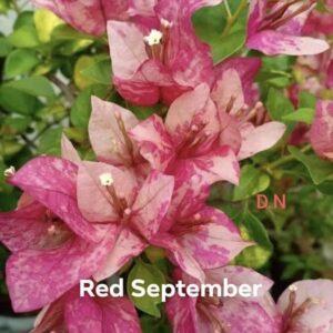 Red September