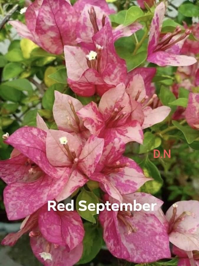 Red September