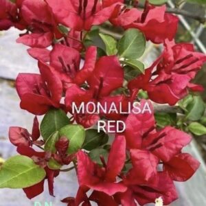 Monalisa Red