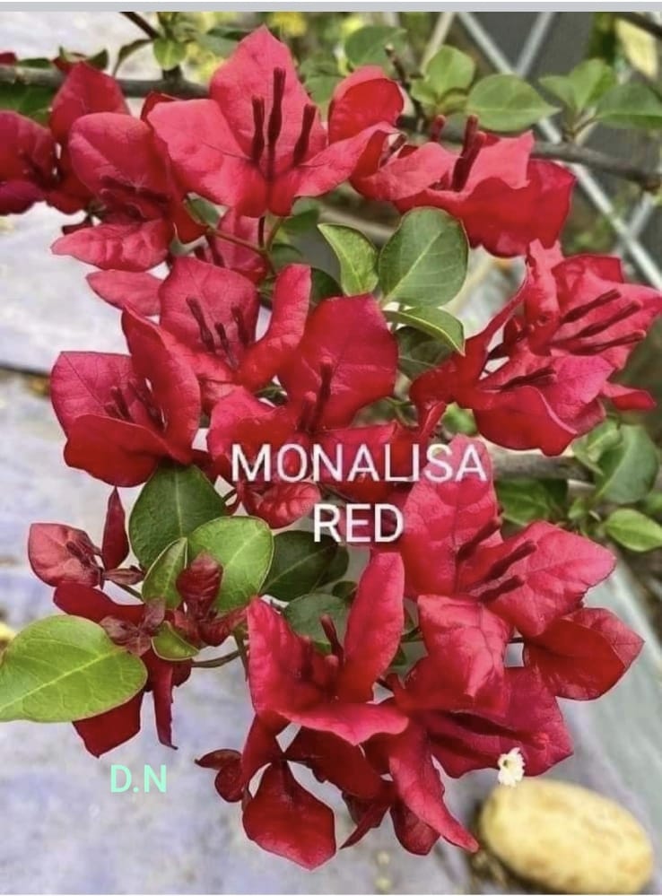 Monalisa Red