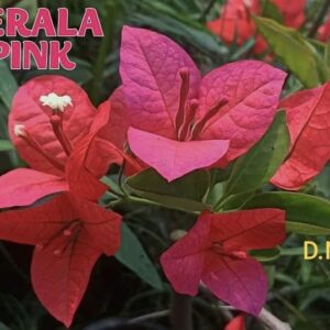 Kerala Pink