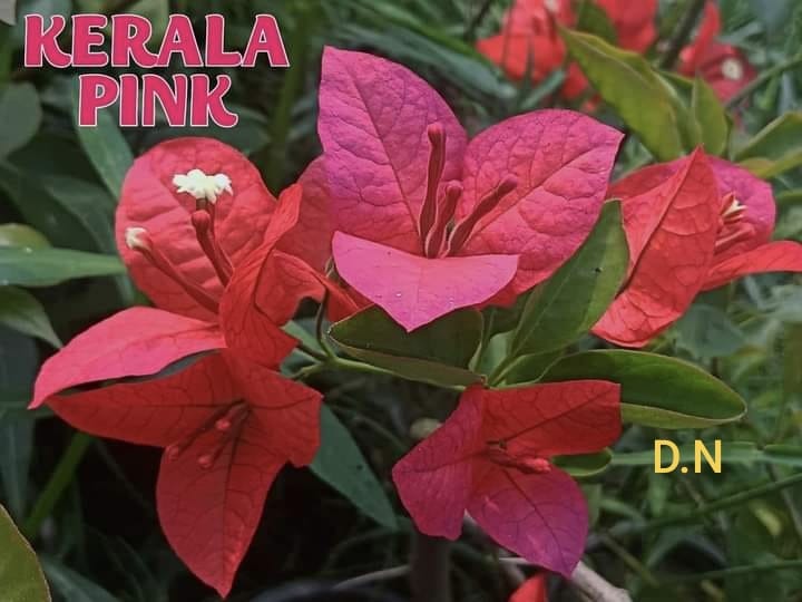 Kerala Pink