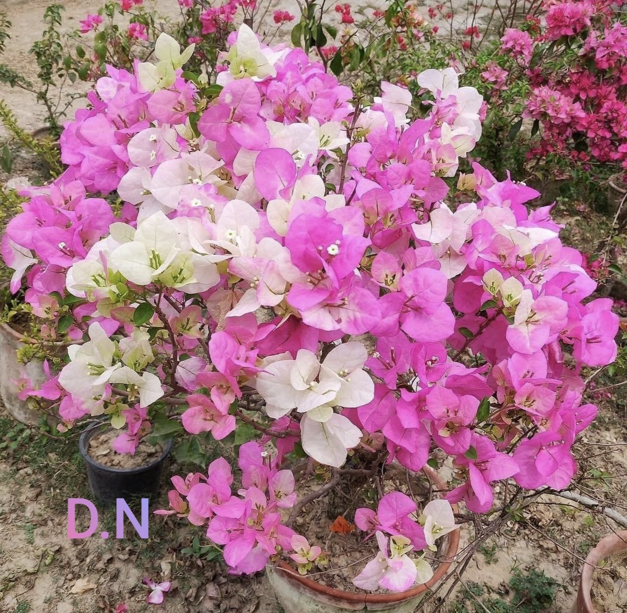 Special Meri Pamra