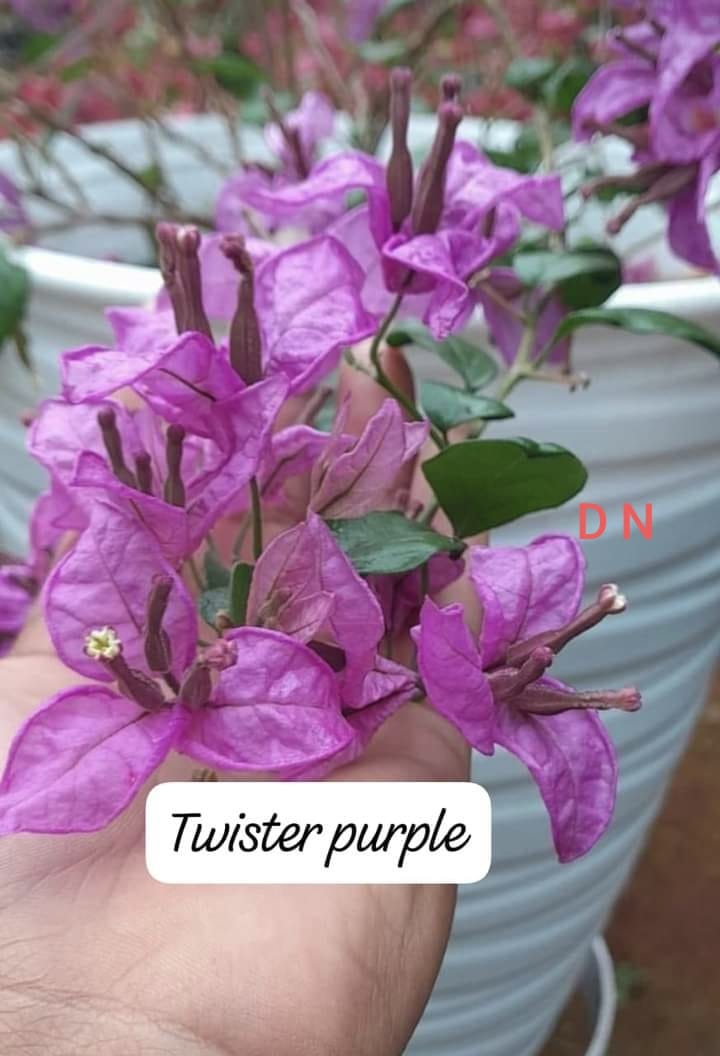 Twisted Purple