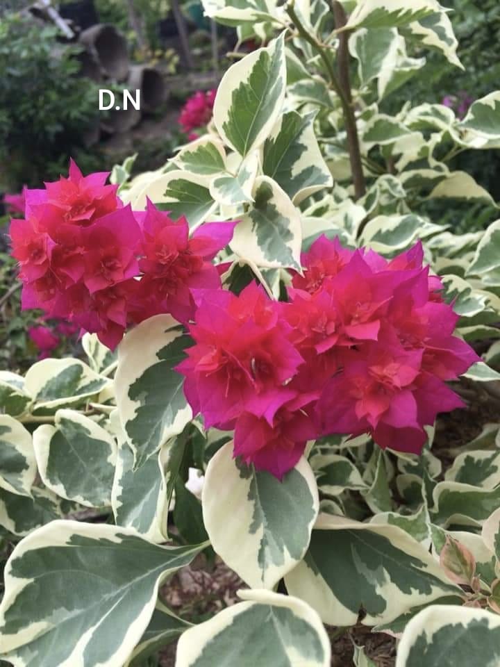 Mahara Variegated