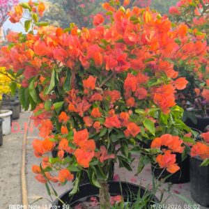 Jakirana Orange