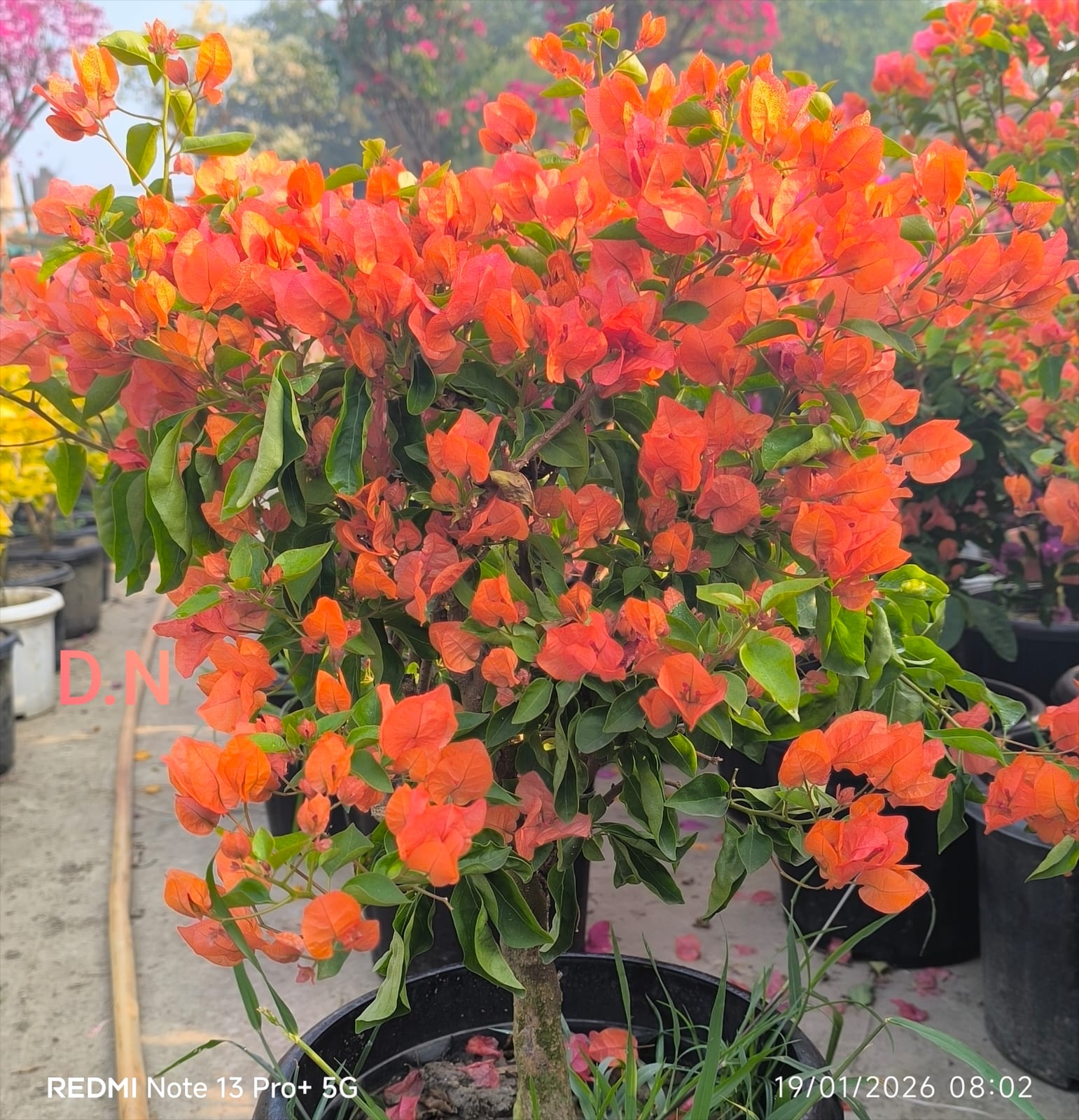 Jakirana Orange