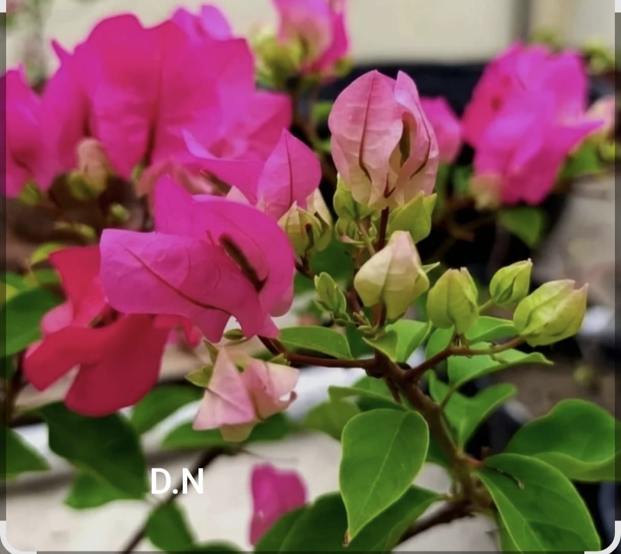 Chilli Pink