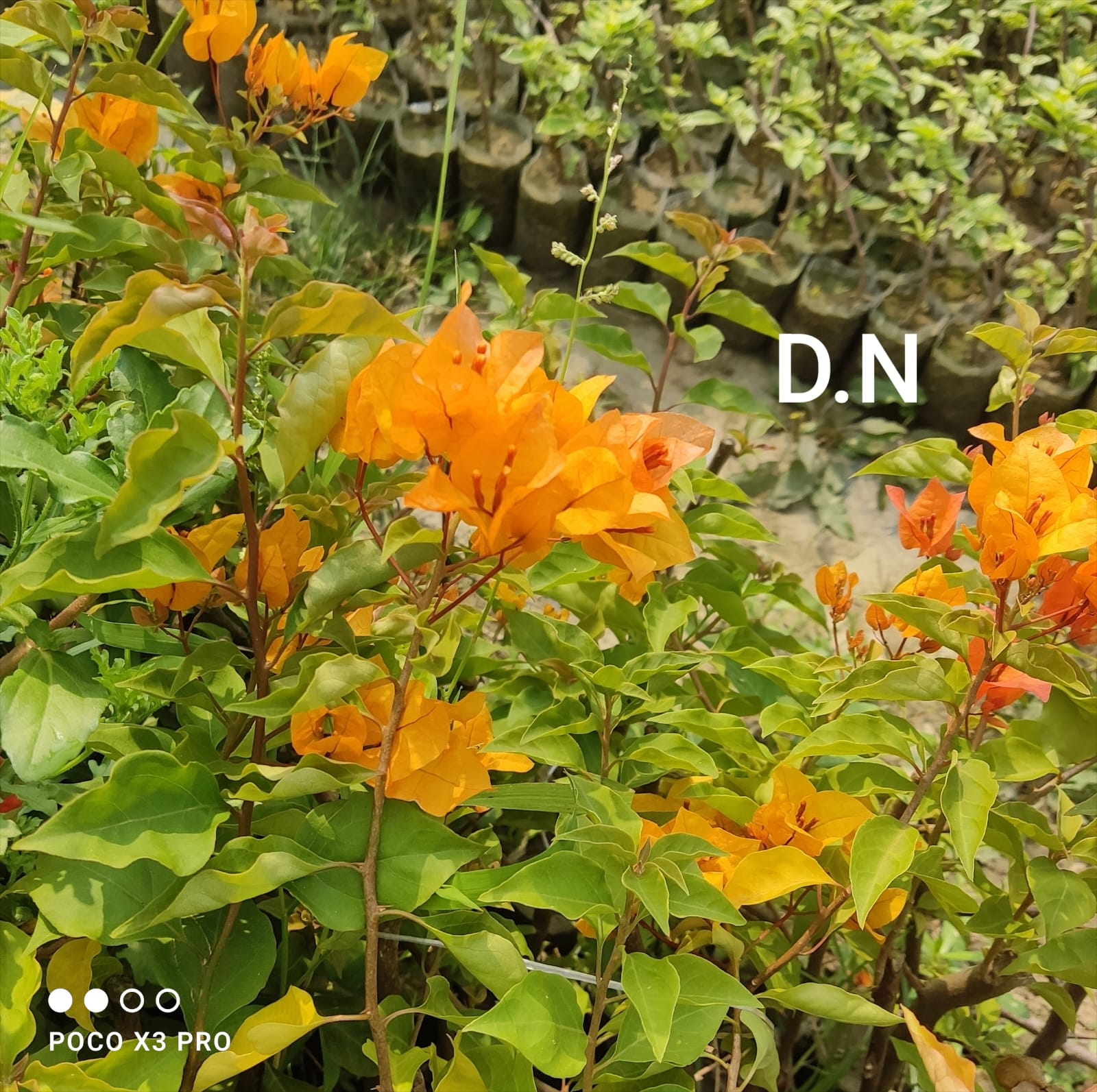 Chilli Yellow