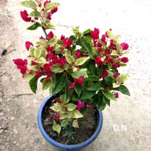 Jakirana Variegated