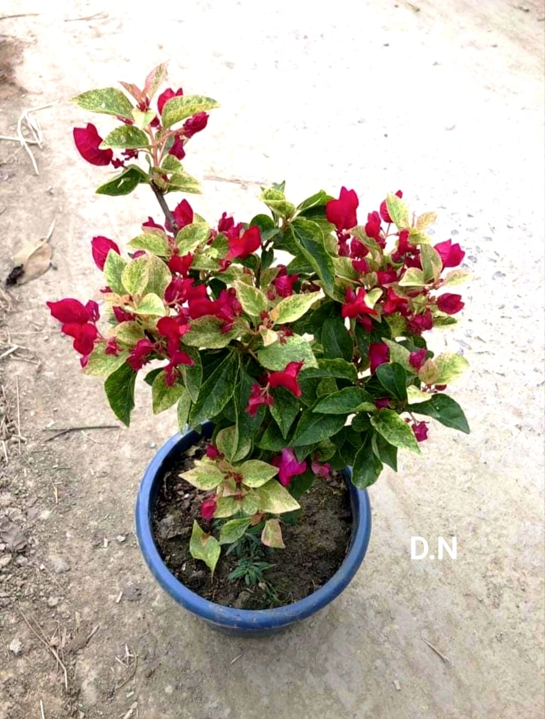 Jakirana Variegated