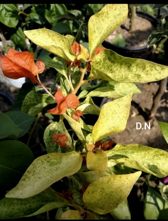 Jakirana Orange Variegated