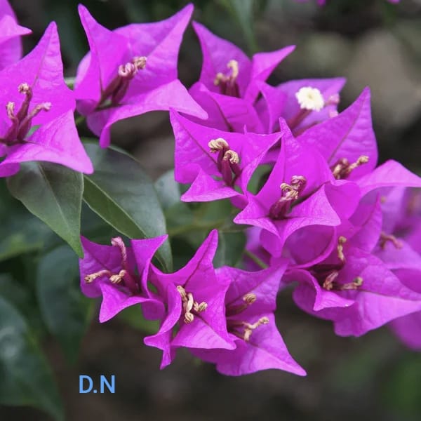 Purple Star