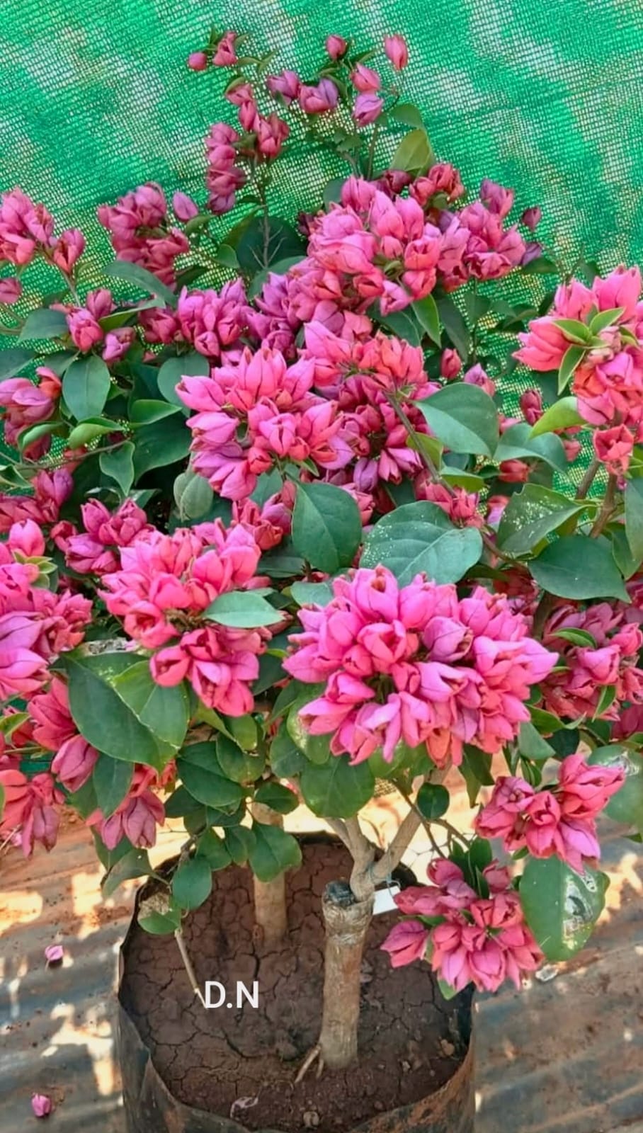 Tangolng Orange