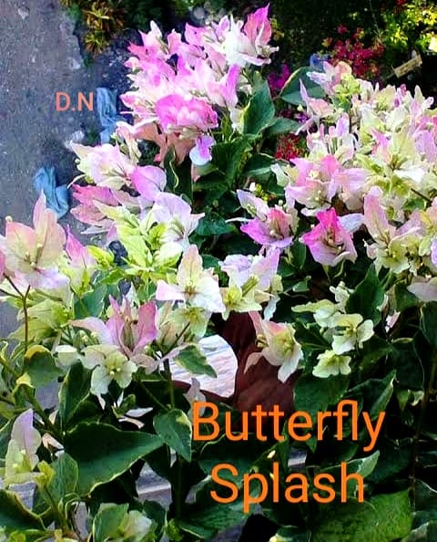 Butterfly Splash